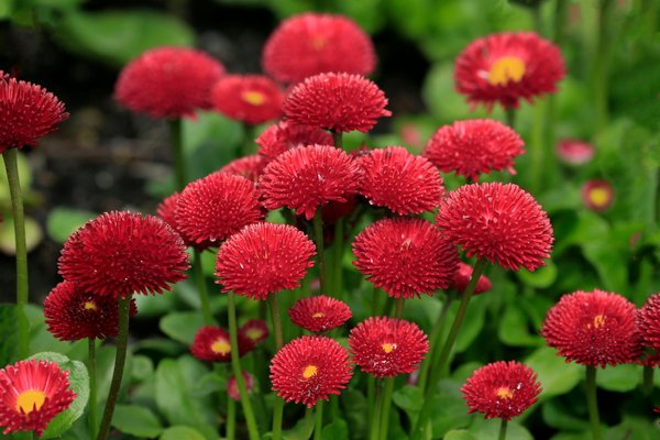 Acheter à la Campagne : Neuf ou Ancien Quel Type de Bien Immobilier Choisir ?